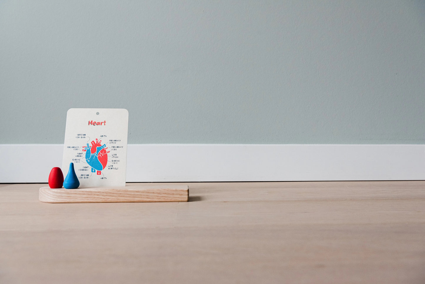 Mini set : Mon corps incroyable - En un flash Flashcards