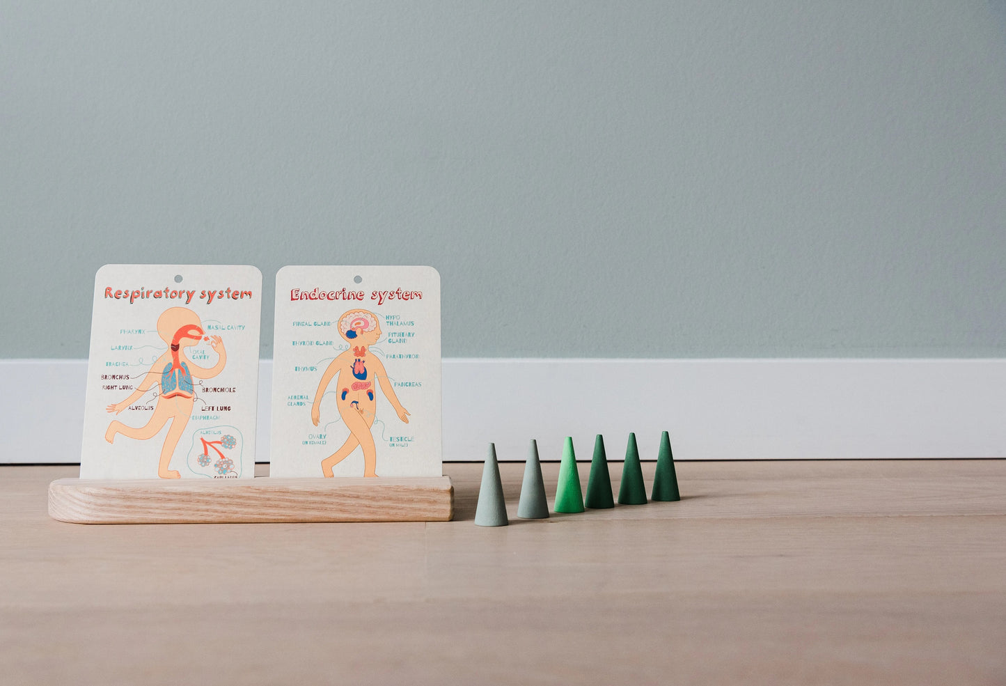 Mini set : Mon corps incroyable - En un flash Flashcards 